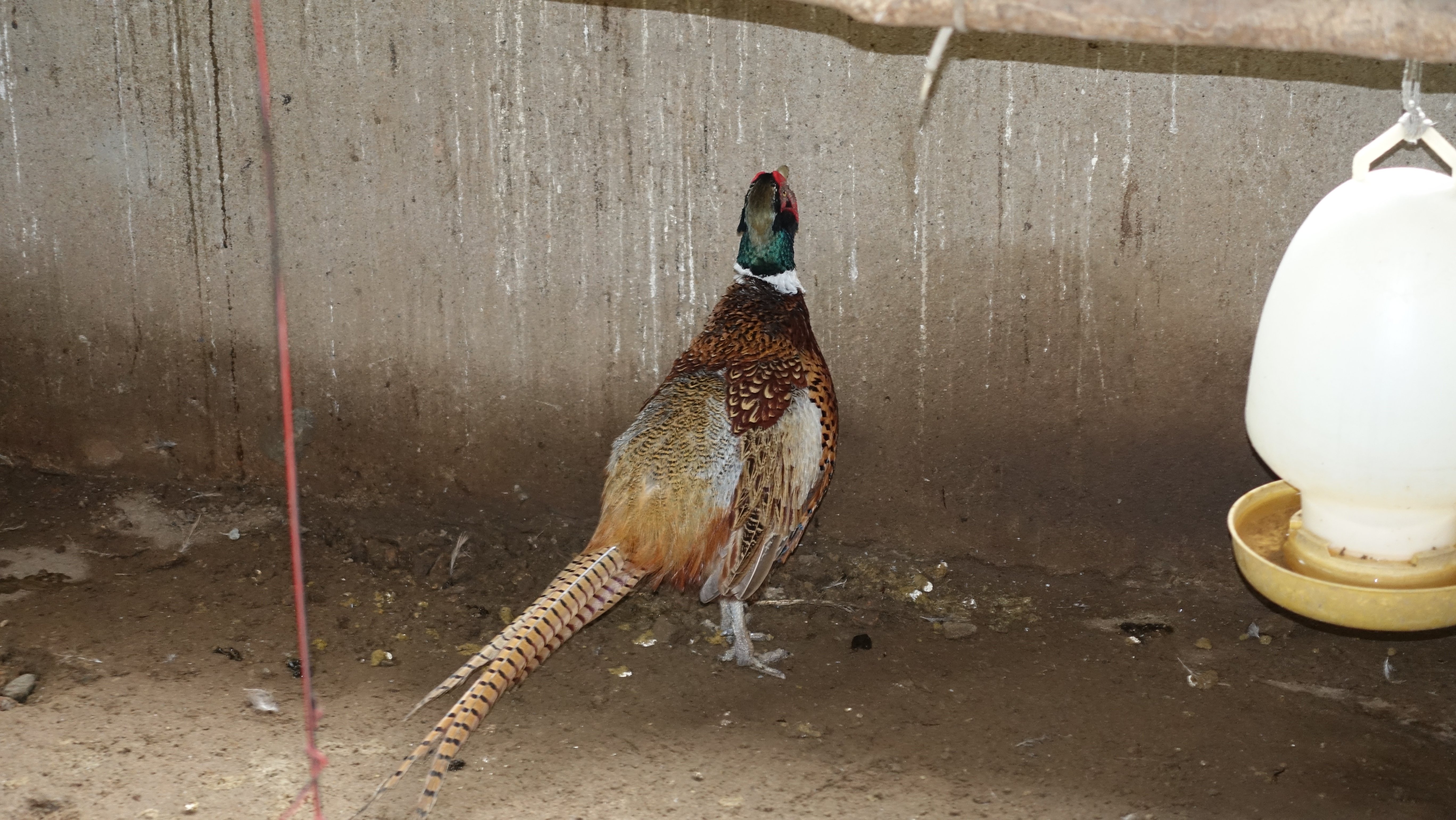 Gà đen Indo và trĩ khoan cổ trắng - 4