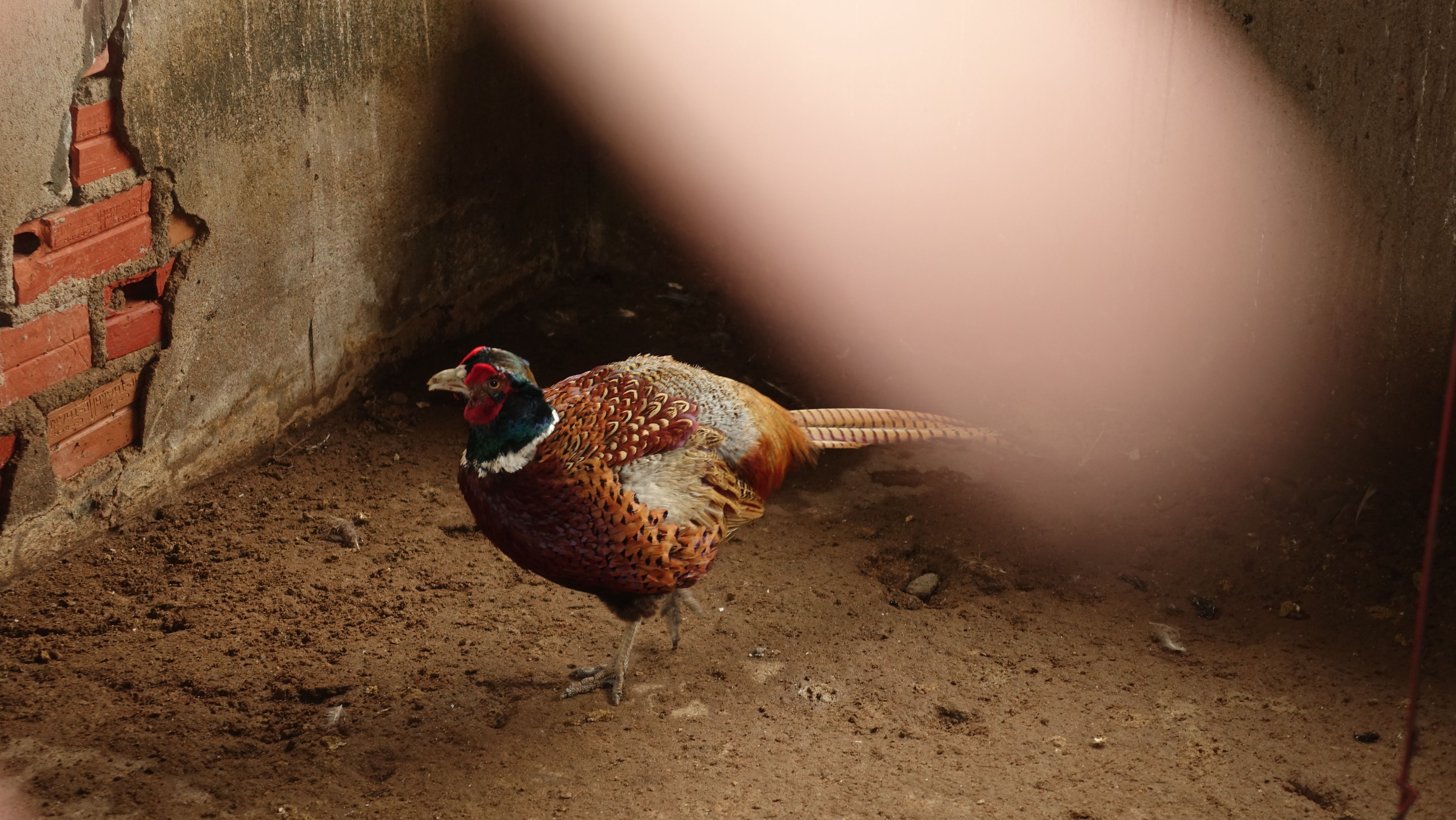 Gà đen Indo và trĩ khoan cổ trắng - 5