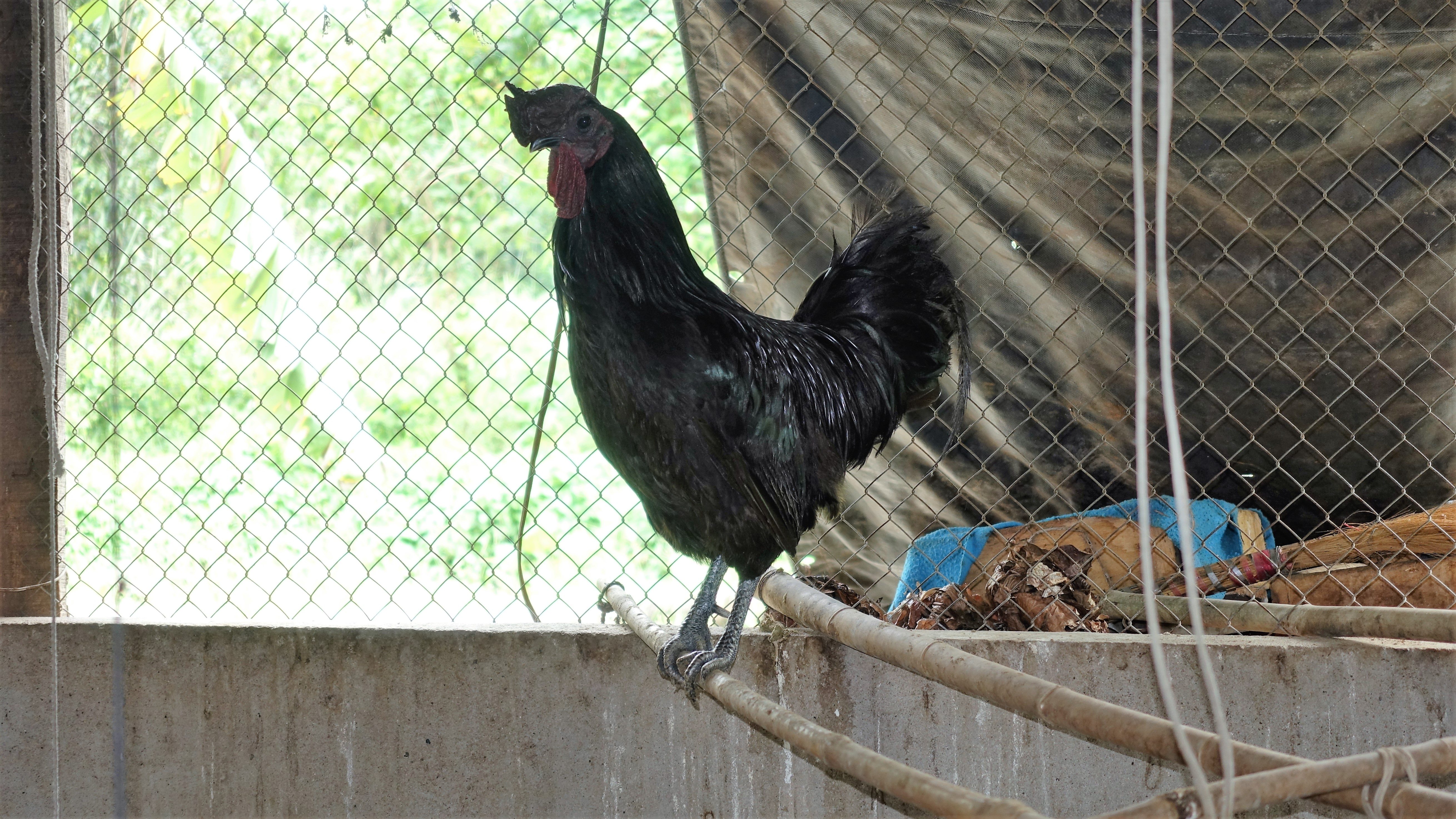 Gà đen Indo và trĩ khoan cổ trắng