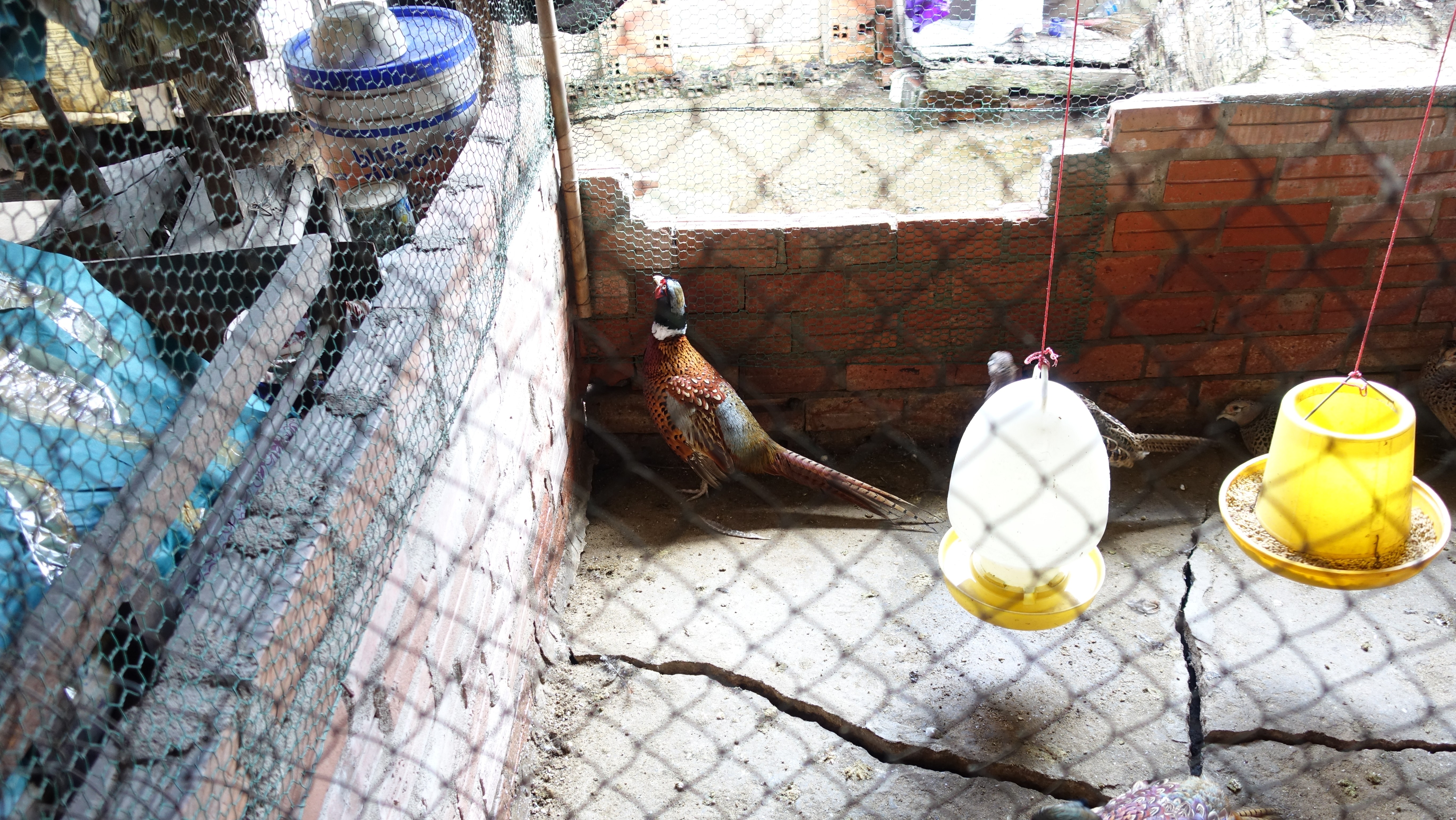 Gà đen Indo và trĩ khoan cổ trắng - 10