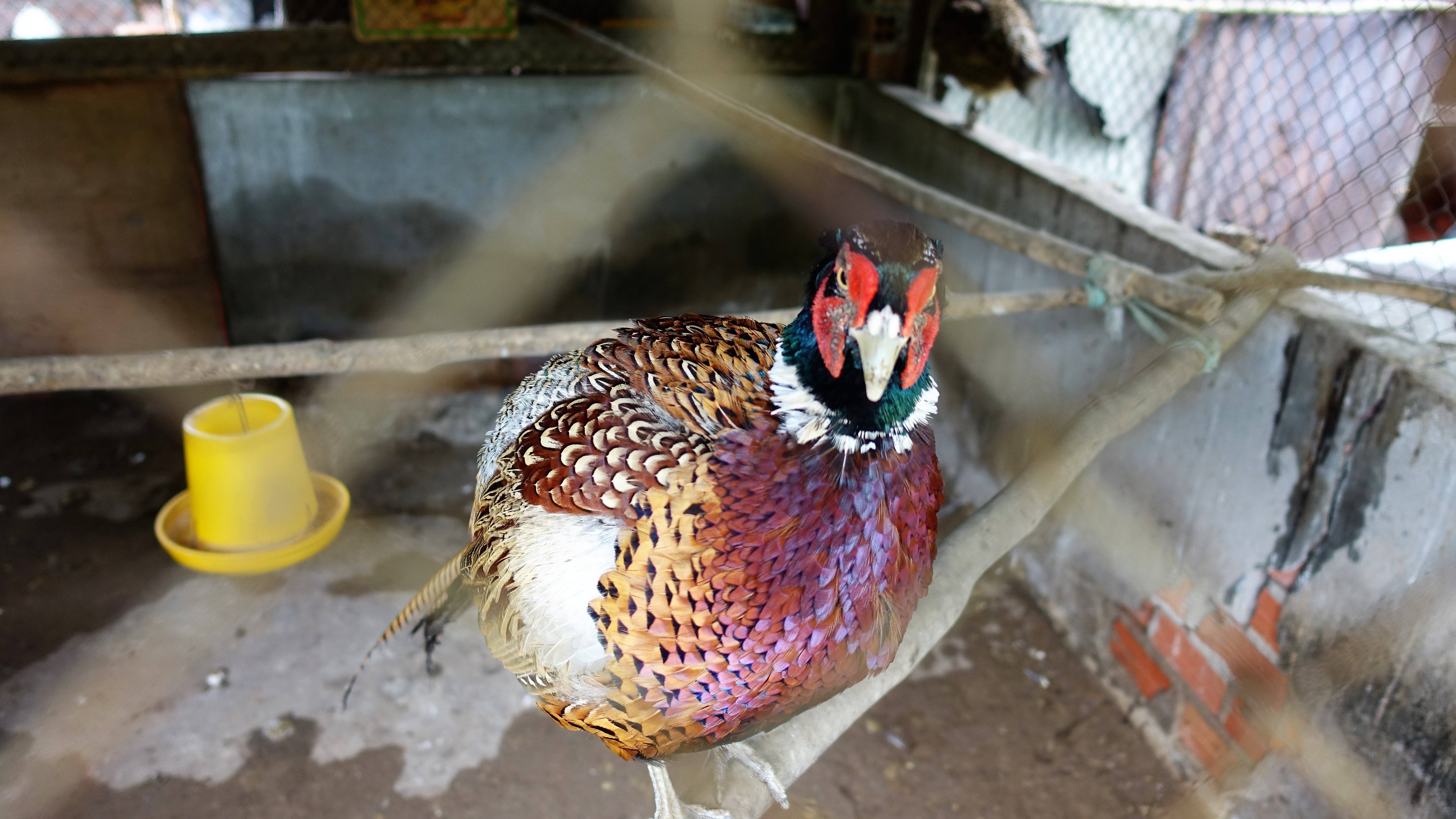 Gà đen Indo và trĩ khoan cổ trắng - 8