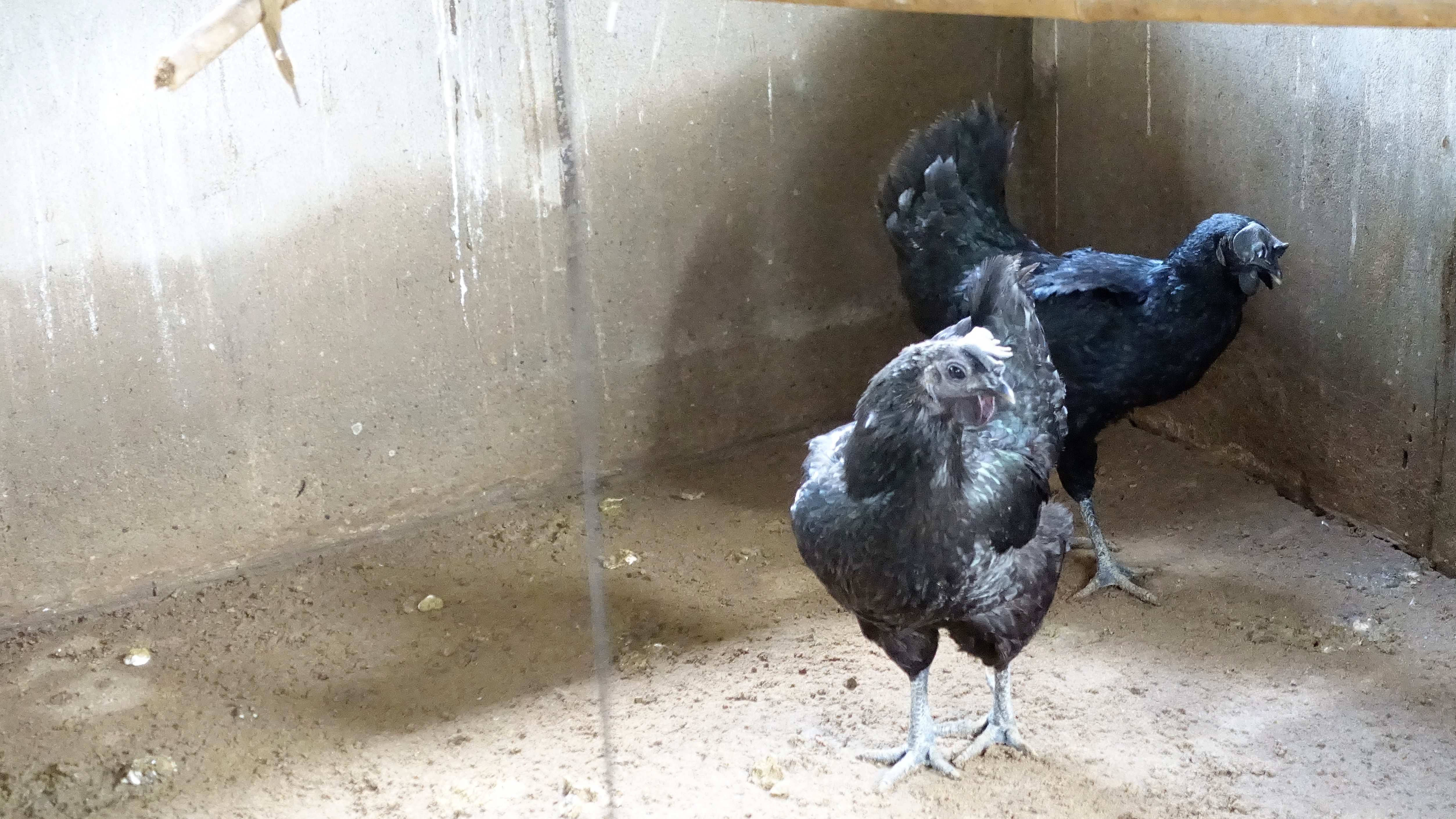 Gà đen Indo và trĩ khoan cổ trắng - 1