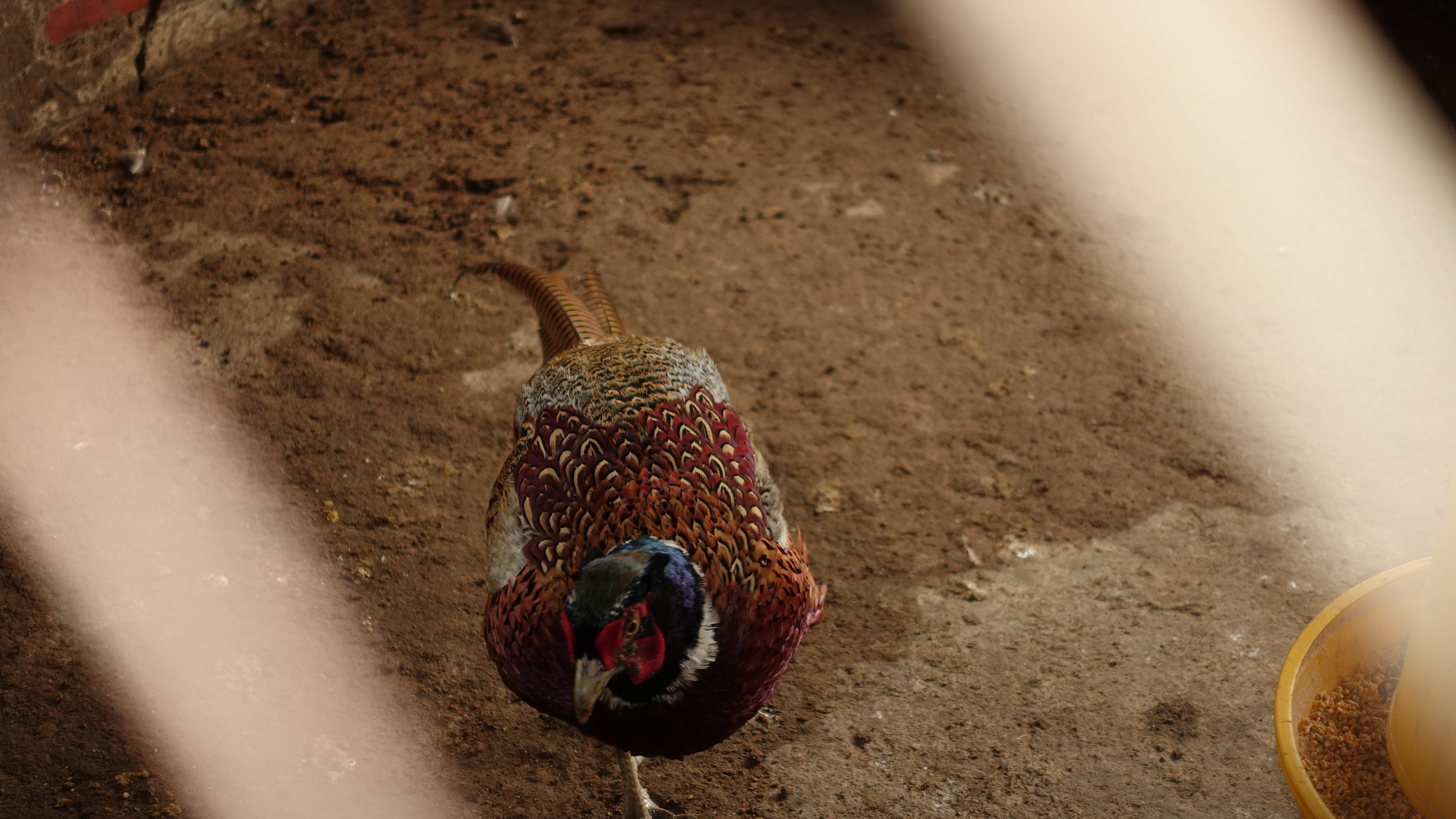 Gà đen Indo và trĩ khoan cổ trắng - 6