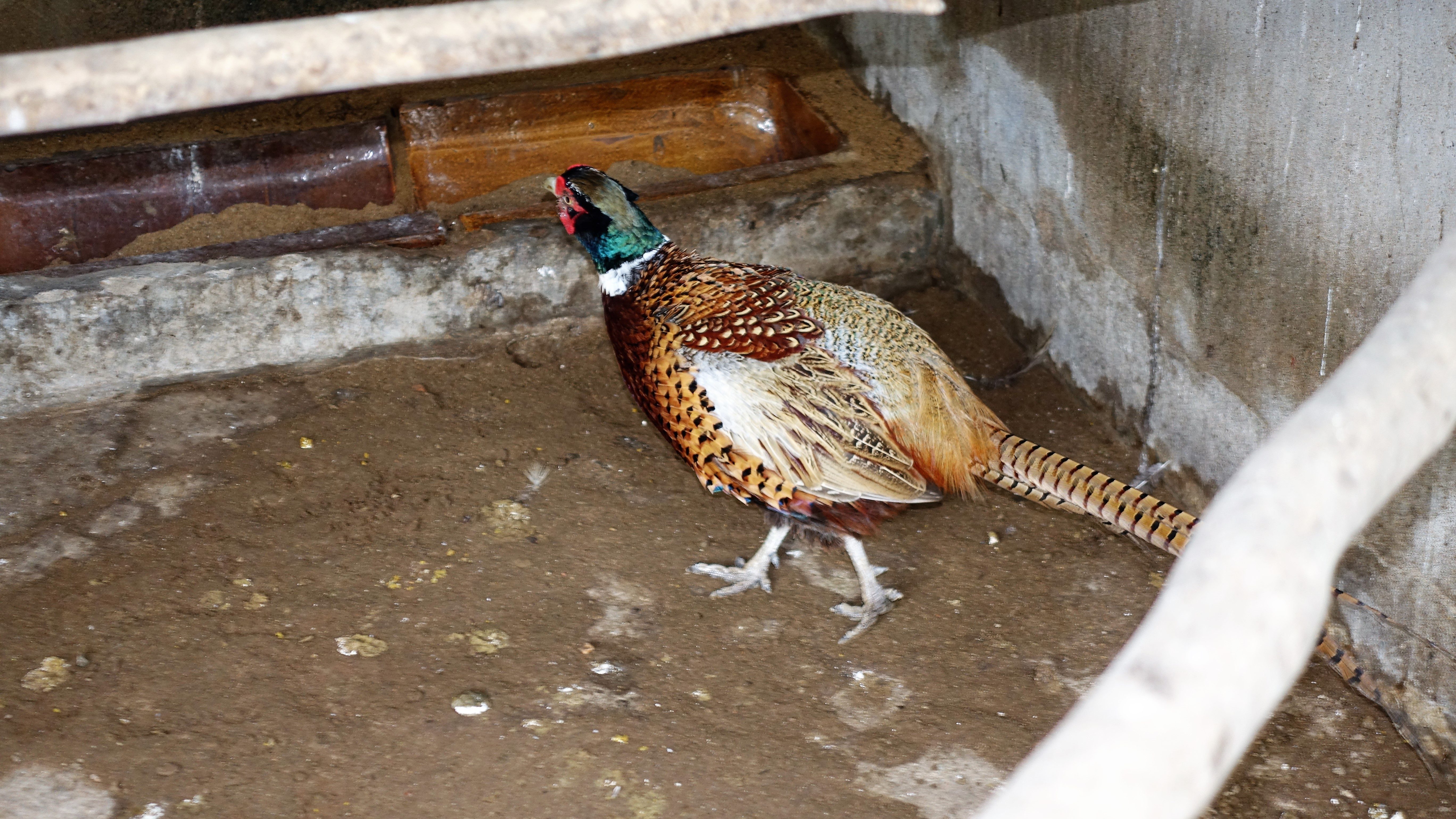 Gà đen Indo và trĩ khoan cổ trắng - 7