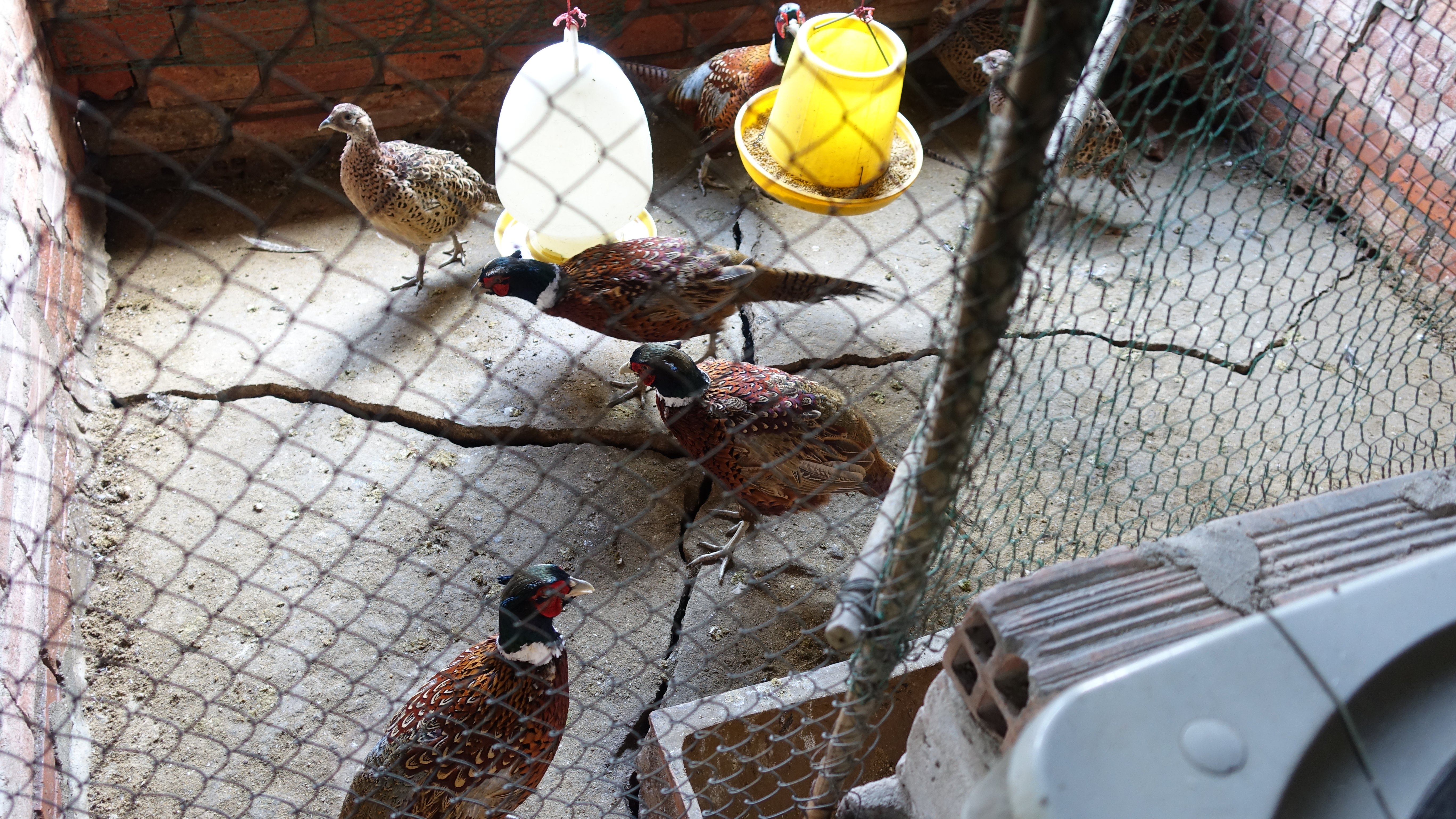 Gà đen Indo và trĩ khoan cổ trắng - 11