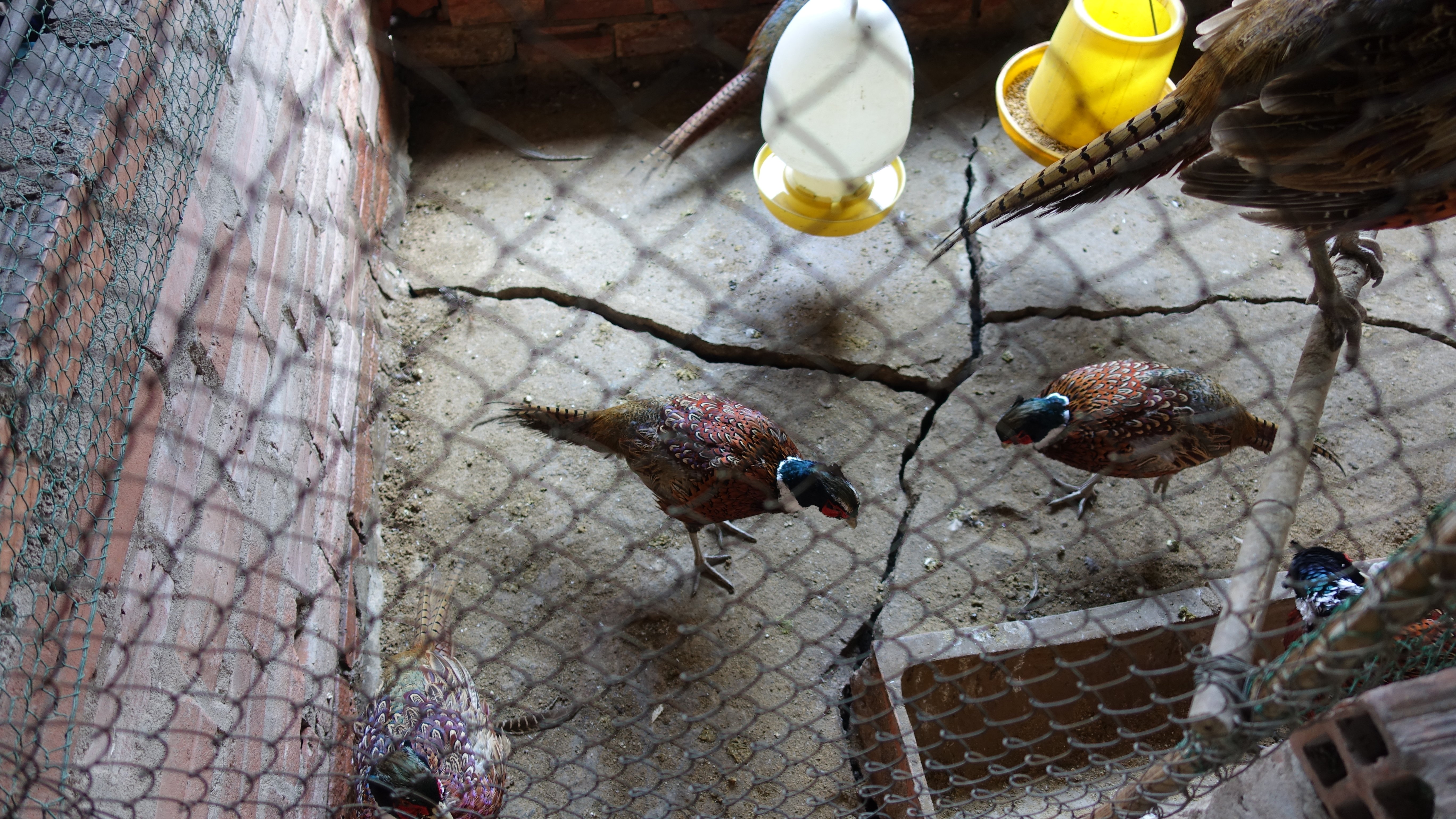 Gà đen Indo và trĩ khoan cổ trắng - 9