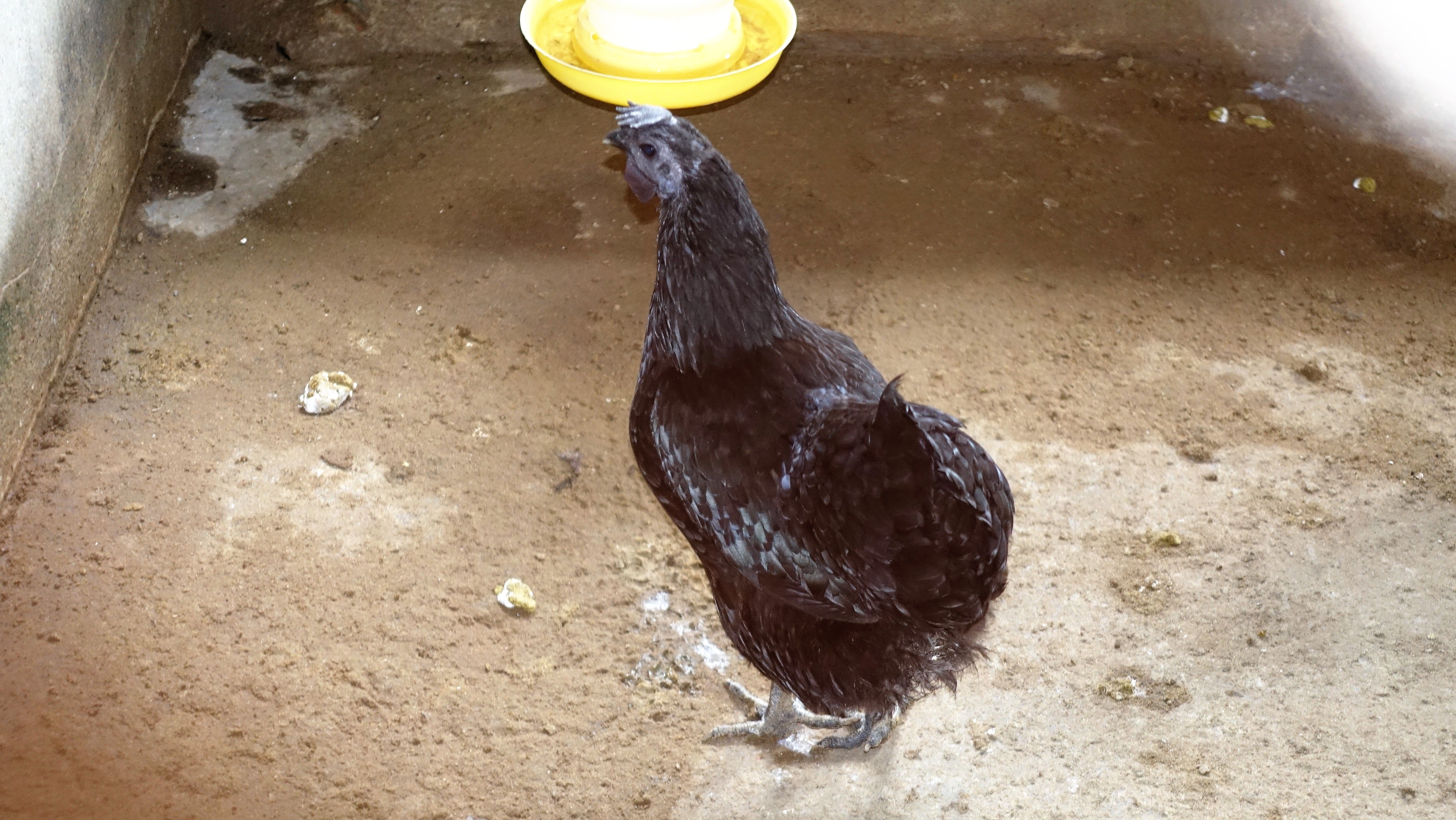 Gà đen Indo và trĩ khoan cổ trắng - 2